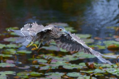  Genç Siyah Taç Giyen Gece Balıkçıl (Nycticorax nycticorax) kahverengi ve siyah arka planda küçük bir gölde balık tutuyor.                              