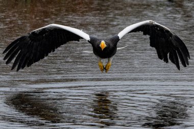    Steller's sea eagle (Haliaeetus pelagicus), also known as Pacific sea eagle or white-shouldered eagle, fishing in a small lake on a rainy day                            