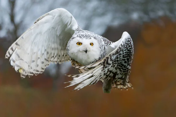 Snowy Owl Bubo Scandiacus Flying Light Rainy Day Winter Netherlands — Fotografia de Stock