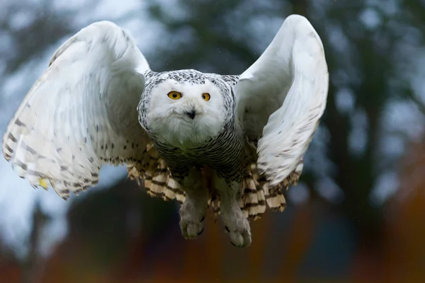 Snowy Owl Bubo Scandiacus Flying Light Rainy Day Winter Netherlands — Foto Stock