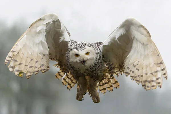 Snowy Owl Bubo Scandiacus Létání Mírného Deštivého Dne Zimě Nizozemsku — Stock fotografie