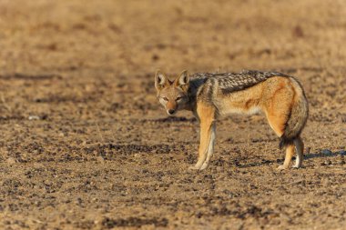 Siyah sırtlı çakal (Lupulella mesomelas) Botswana 'daki Tuli Bloğundaki Mashatu Oyun Rezervi' nde takılıyor.