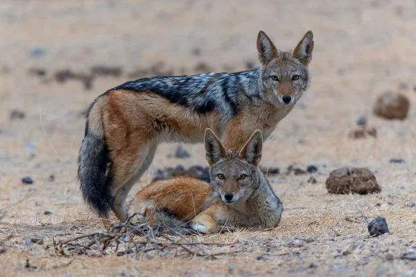 Black Backed Jackal Lupulella Mesomelas Hanging Mashatu Game Reserve Tuli — Fotografia de Stock