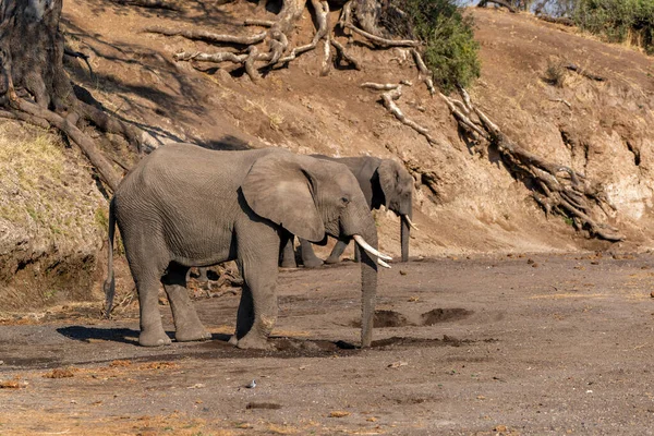 Elephant going for a drink  in a dry riverbed in Mashatu Game Reserve in the Tuli Block in Botswana