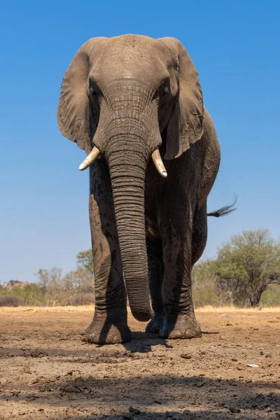 Elephant Mashatu Game Reserve Tuli Block Botswana Big Male Carefully — Foto de Stock
