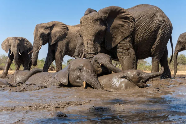 Gajah Minum Minuman Keras Mata Air Mashatu Game Reserve Blok — Stok Foto