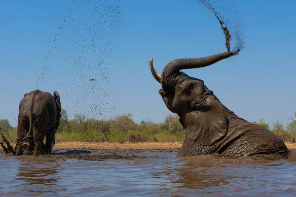 Elephants Drinking Ans Taking Bath Waterhole Mashatu Game Reserve Tuli — Foto de Stock