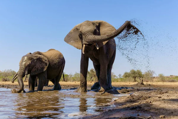 Elephants Drinking Ans Taking Bath Waterhole Mashatu Game Reserve Tuli — Stock Fotó