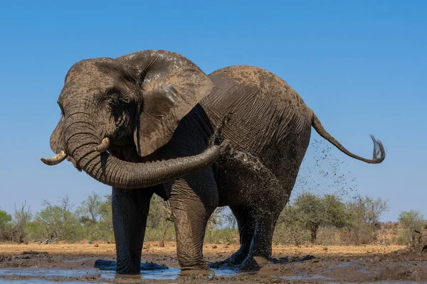Elephants Drinking Ans Taking Bath Waterhole Mashatu Game Reserve Tuli — Stok Foto