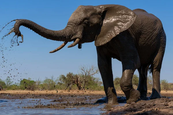 Elephants Drinking Ans Taking Bath Waterhole Mashatu Game Reserve Tuli — Stok Foto