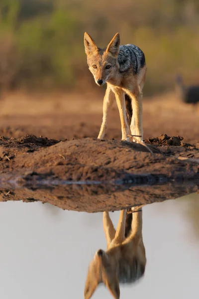 Zwarte Jakhals Lupulella Mesomelas Zoek Naar Eten Drinken Bij Een — Stockfoto