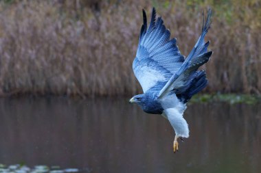 The black-chested buzzard-eagle (Geranoaetus melanoleucus) or black buzzard-eagle, grey buzzard-eagl flying over a lake in the Netherlands                                clipart