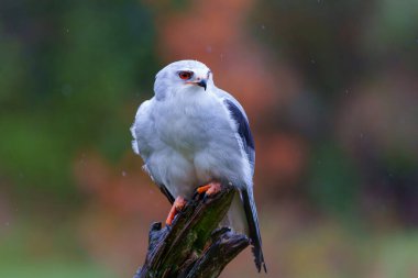       Hollanda 'nın güneyinde bir dalda oturan siyah kanatlı uçurtma (Elanus caeruleus)                         