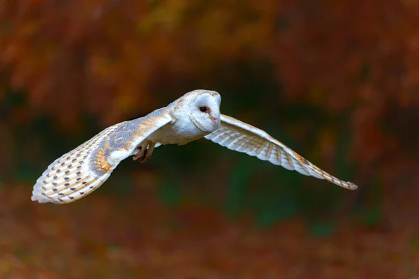 Barn Owl Tyto Alba Flying Apple Orchard Autumn Colors Background — Foto Stock