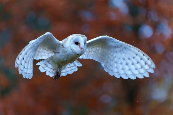 Barn Owl Tyto Alba Flying Apple Orchard Autumn Colors Background — Photo