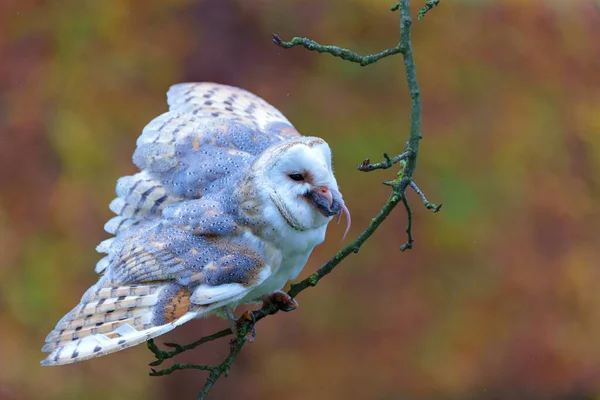 Coruja Celeiro Tyto Alba Sentado Uma Árvore Comer Mouse Com — Fotografia de Stock