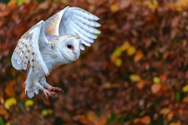 Barn Owl Tyto Alba Flying Apple Orchard Autumn Colors Background — Stockfoto