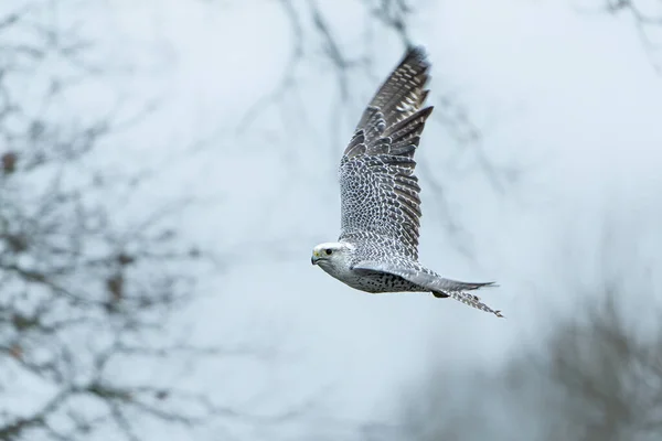 Gyrfalcon Falco Rusticolus Largest Falcon Species Flying Netherlands — Stockfoto