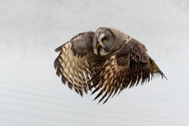 Great Grey Owl or Lapland Owl (Strix nebulosa) flying on the bank of a lake on a rainy day in Gelderland in the Netherlands                                clipart