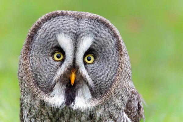 Portrait Great Grey Owl Lapland Owl Strix Nebulosa Bank Lake — Stock Photo, Image