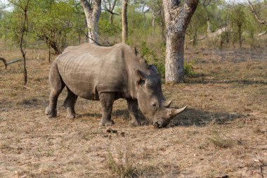 White rhino walking in the grass in Sabi Sands Game Reserve in the Greater Kruger Region in South Africa.