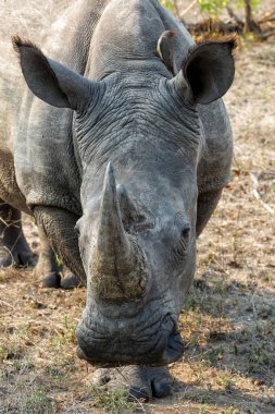 White rhino walking in the grass in Sabi Sands Game Reserve in the Greater Kruger Region in South Africa.