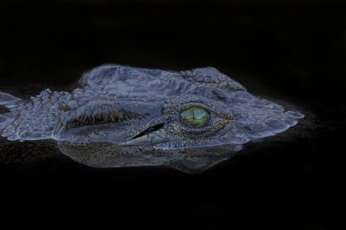 Crocodile in a small pond in the almost dry riverbed in Mashatu Game Reserve in the Tuli Block in Botswana. Black background