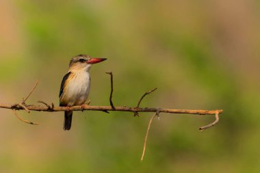 Brown-hooded Kingfisher sitting on a branch in Mashatu Game Reserve in the Tuli Block in Botswana                               