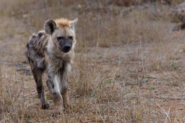  Hyena pup. close encounter with a small curious Spotted Hyena puppy in the Kruger National Park in South Africa                              