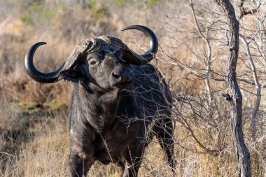  Portrait of a Buffalo bull standing in Kruger National Park in South Africa                               clipart