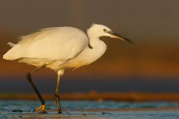 Little Egret Last Light Pond Zimanga Game Reserve South Africa — Fotografia de Stock