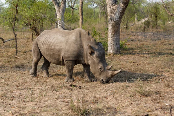 White Rhino Walking Grass Sabi Sands Game Reserve Greater Kruger — Stok Foto
