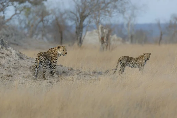 Leopard Male Female Mating Sabi Sands Game Reserve Greater Kruger — 图库照片