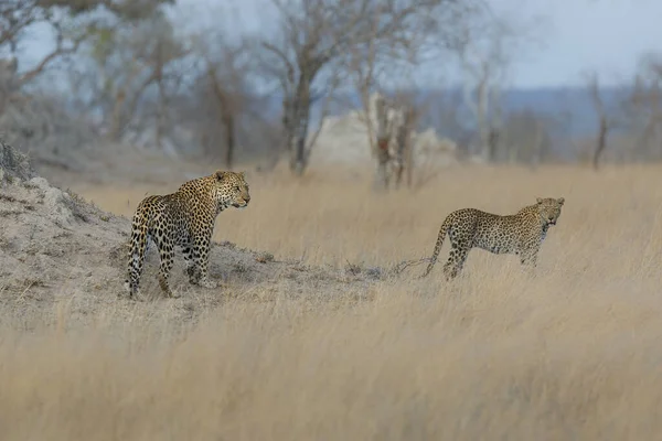 Leopard Male Female Mating Sabi Sands Game Reserve Greater Kruger — Photo