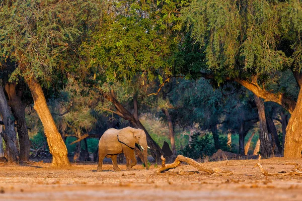 Male Elephant Searching Food Dry Season Forest High Trees Mana — 스톡 사진