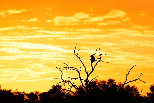 Baboon Male Silhouette Baboon Tree Sunrise Mashatu Game Reserve Tuli — Stok Foto