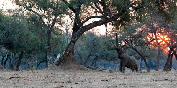 Male elephant searching for food in the dry season in the forest of high trees in Mana Pools National Park in Zimbabwe