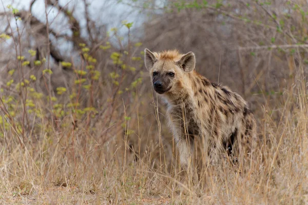  Hyena pup. close encounter with a small curious Spotted Hyena puppy in the Kruger National Park in South Africa                              
