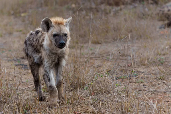 Hyena Pup Close Encounter Small Curious Spotted Hyena Puppy Kruger — Foto de Stock
