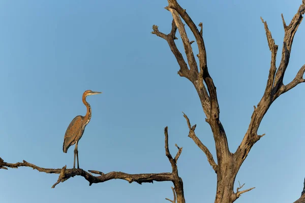 Goliath Heron Ardea Goliath Also Known Giant Heron Standing Dead — 스톡 사진