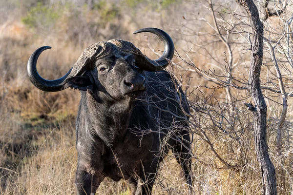 Potret Banteng Buffalo Yang Berdiri Taman Nasional Kruger Afrika Selatan — Stok Foto