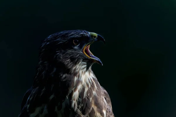 Common Buzzard Buteo Buteo Sitting Forest Noord Brabant Netherlands Black — Stockfoto