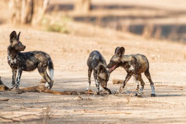 Afrika vahşi köpek yavruları Zimbabve 'deki Mana Havuz Ulusal Parkı' nda bir avdan yiyorlar.
