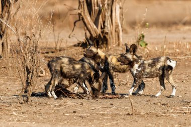 Afrika vahşi köpek yavruları Zimbabve 'deki Mana Havuz Ulusal Parkı' nda bir avdan yiyorlar.