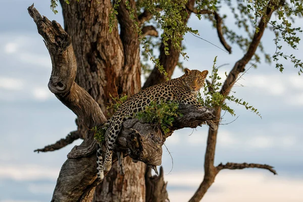 Leopard (Panthera Pardus) resting in a tree in the late afternoon in Mashatu Game Reserve in the Tuli Block in Botswana