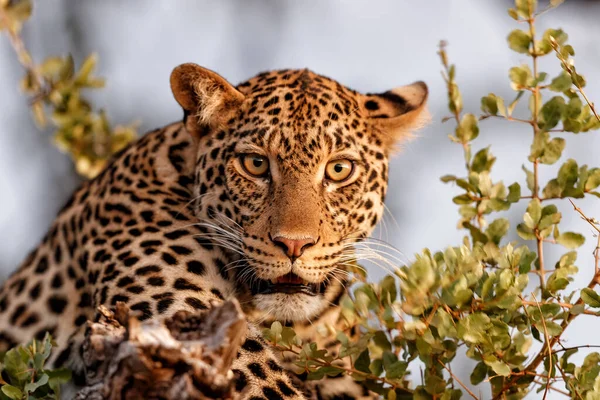 Leopard Panthera Pardus Resting Tree Late Afternoon Mashatu Game Reserve — Stockfoto