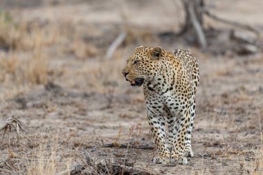 Güney Afrika 'nın Büyük Kruger Bölgesi' ndeki Sabi Kumları oyun parkında yürüyen leopar erkek.