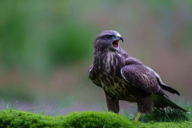 Common Buzzard (Buteo buteo) searching for food in the forest of Noord Brabant in the Netherlands.