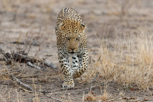 Leopárd Hím Sétál Síkságon Sabi Sands Game Reserve Nagyobb Kruger — Stock Fotó