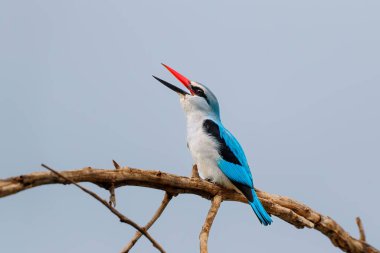 Woodland Kingfisher (Halcyon senegalensis) sitting on a branch in Mkuze Game Reserve in South Africa